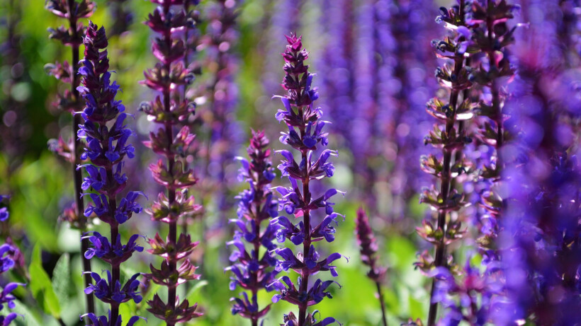 Salvia nemorosa: snoeien, standplaats en winterhardheid