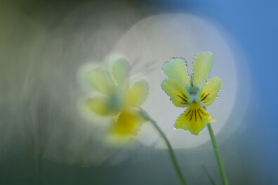 Nu te fotograferen: het zinkviooltje