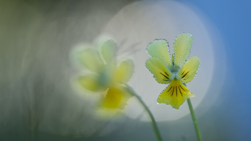 Nu te fotograferen: het zinkviooltje