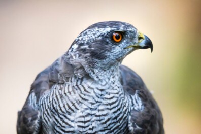 Nu te zien en te horen: de havik