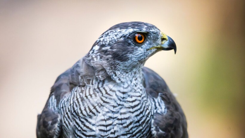 Nu te zien en te horen: de havik