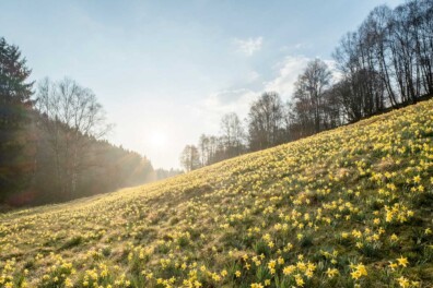 Wandelen Perlenbachtal: wilde narcis zorgt voor gele vallei