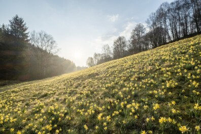 Wandelen Perlenbachtal: wilde narcis zorgt voor gele vallei