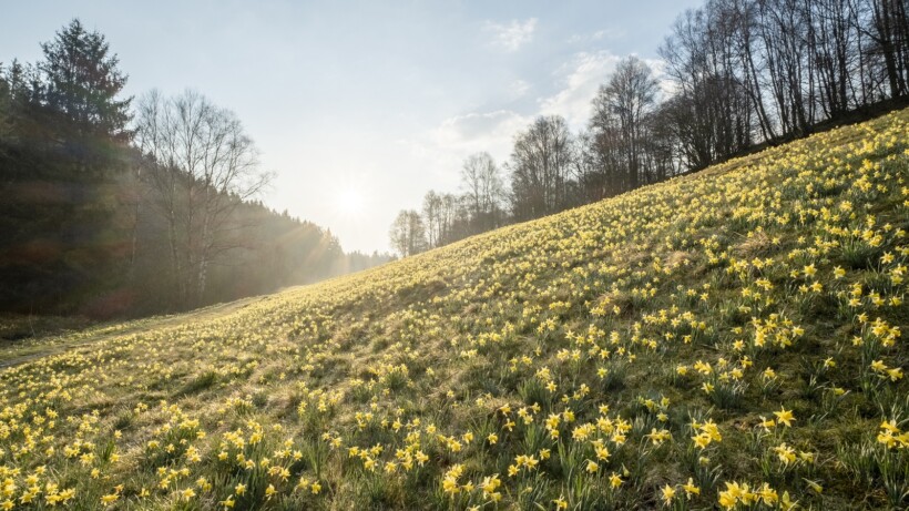 Wandelen Perlenbachtal: wilde narcis zorgt voor gele vallei