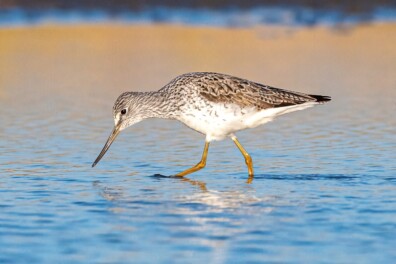 Opvallende inzendingen Roots Natuurfotowedstrijd 2025