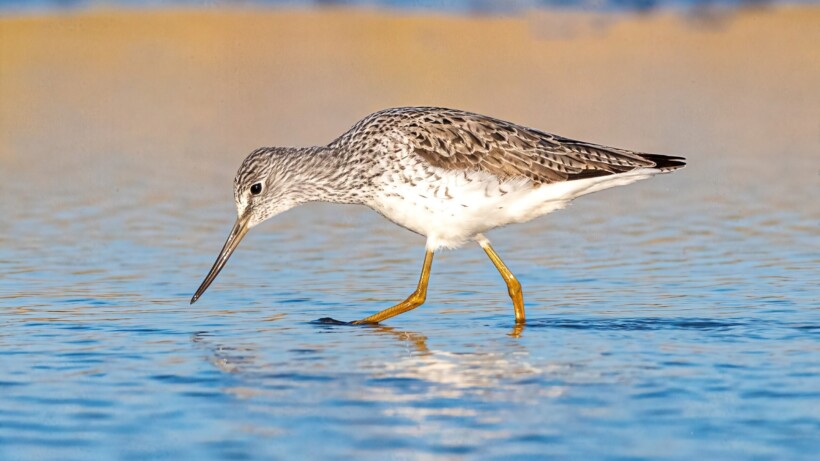 Opvallende inzendingen Roots Natuurfotowedstrijd 2025