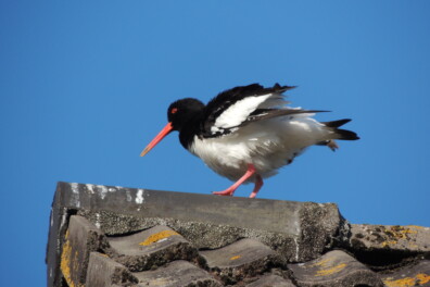 Scholekster terug in de wijk