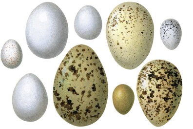 Eieren zijn wonderen van de natuur