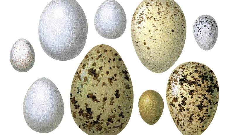 Eieren zijn wonderen van de natuur