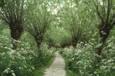 Wandeling van de maand: Groene Wissel Rhoon