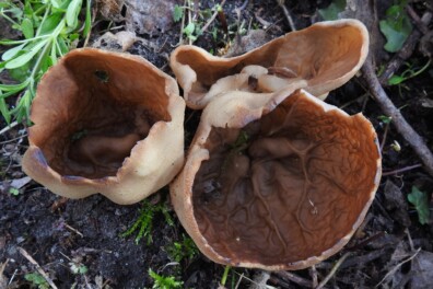 April voorjaars paddenstoelen maand
