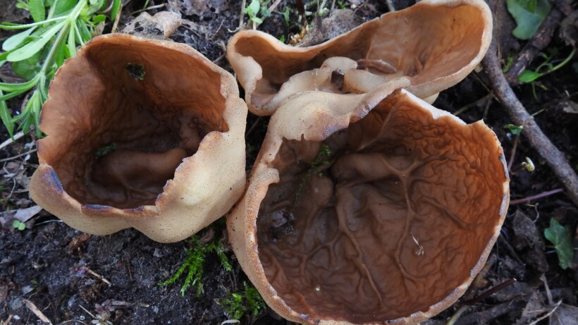 April voorjaars paddenstoelen maand