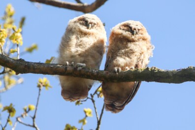 Onhandige bosuiltakkeling