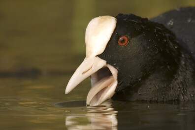 Van sociale wintergast tot vechtjas: de meerkoet