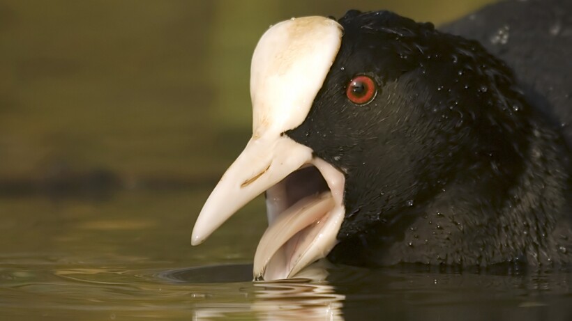 Van sociale wintergast tot vechtjas: de meerkoet