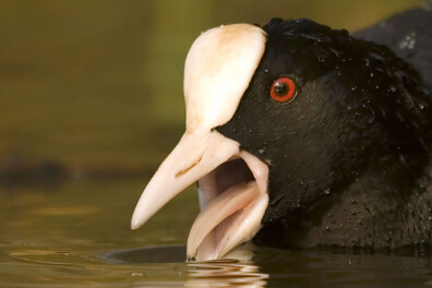 Van sociale wintergast tot vechtjas: de meerkoet