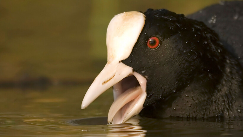 Van sociale wintergast tot vechtjas: de meerkoet