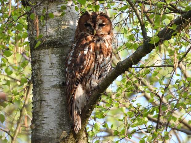Onhandige bosuil takkeling