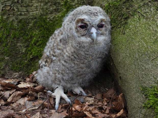 Onhandige bosuil takkeling