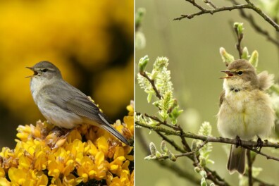 Wat een vraag: hoe houd je de tjiftjaf en de fitis uit elkaar?