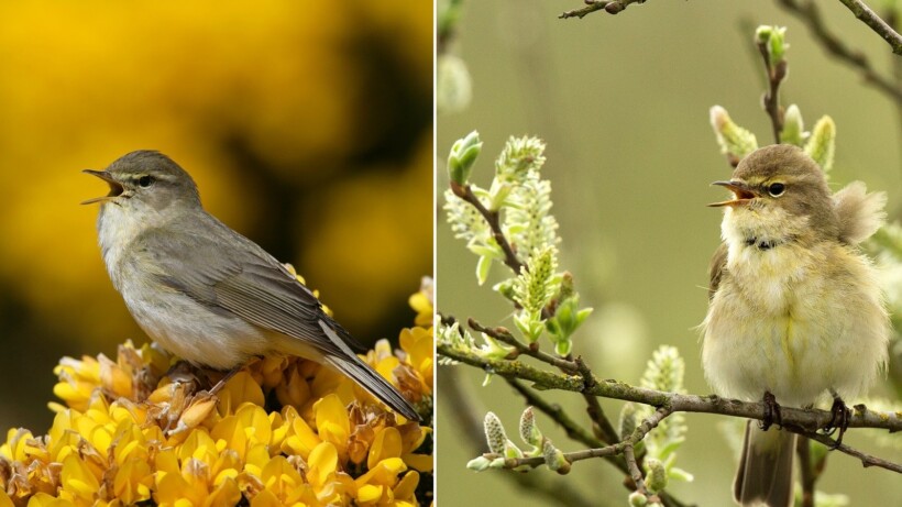 Wat een vraag: hoe houd je de tjiftjaf en de fitis uit elkaar?