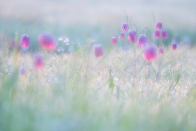 Wilde kievitsbloem: een bijzondere plant in 9 vragen