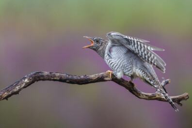 Wanneer hoor je de koekoek?