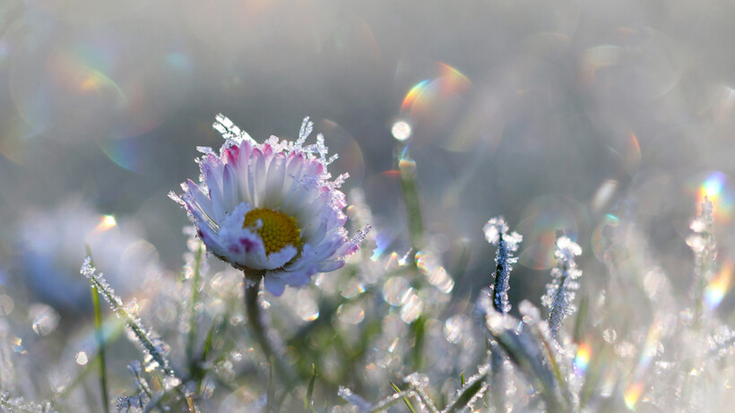 IJsheiligen (11-14 mei): zo zit dat