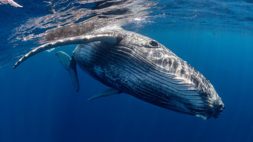 Is een bultrug gevaarlijk? En meer over bultruggen