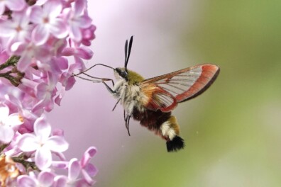 Spectaculaire glasvleugelpijlstaart