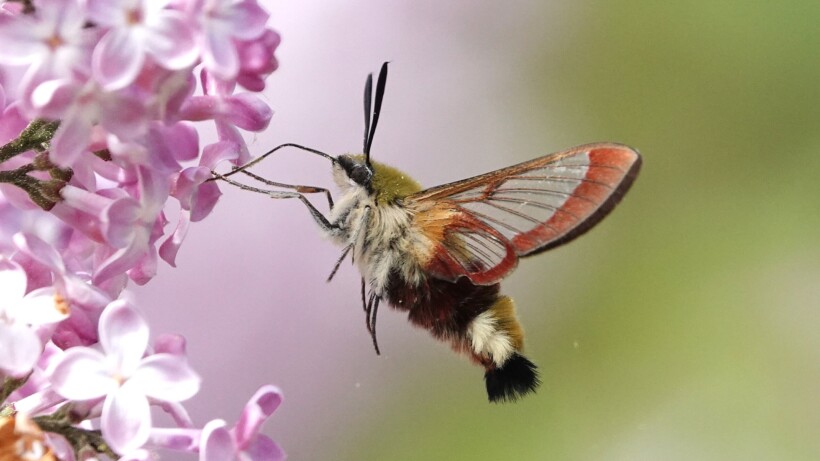 Spectaculaire glasvleugelpijlstaart