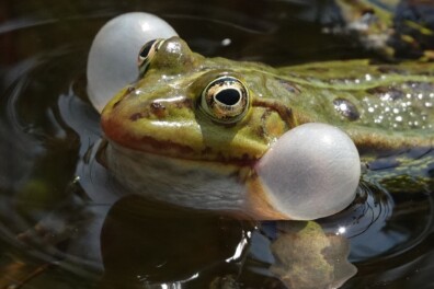Kwakende groene kikkers