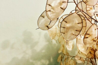 Alles wat je wilt weten over het zaaien van judaspenning