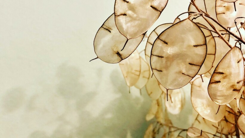 Alles wat je wilt weten over het zaaien van judaspenning