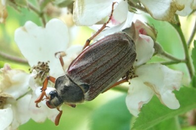 De meikever vliegt weer