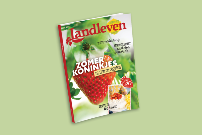 Aardbeien