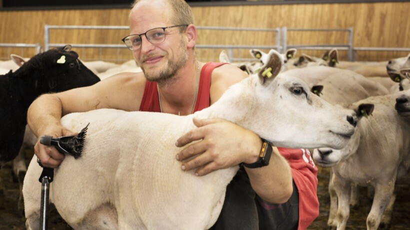 Schapen scheren kun je leren