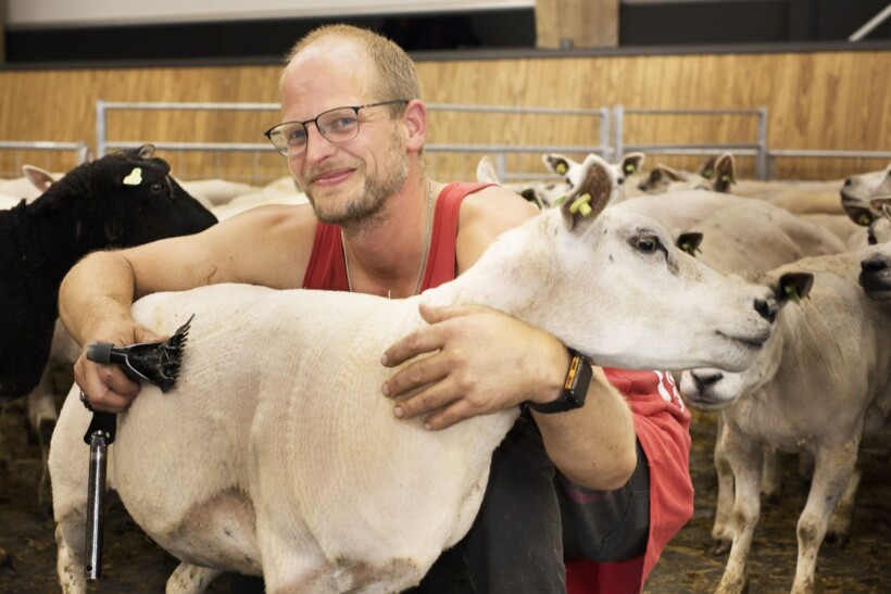 Schapen scheren kun je leren