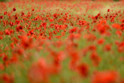 De klaproos in 7 opvallende feiten