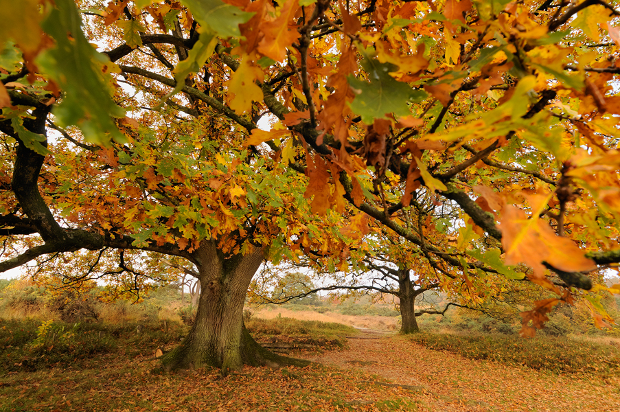 Eikenboom in herfstkleuren in het nationale park Veluwezoom