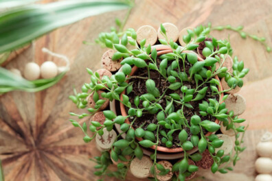 Erwtenplant: alles wat je moet weten