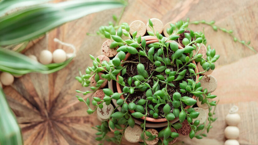 Erwtenplant: alles wat je moet weten