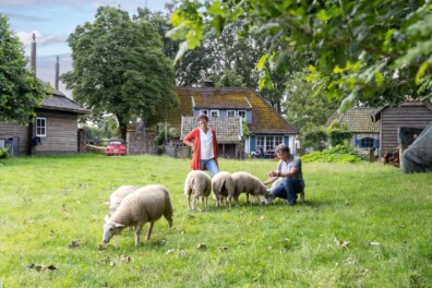 Swifters: ultieme doorsnee schapen