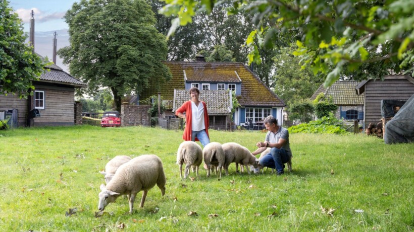 Swifters: ultieme doorsnee schapen
