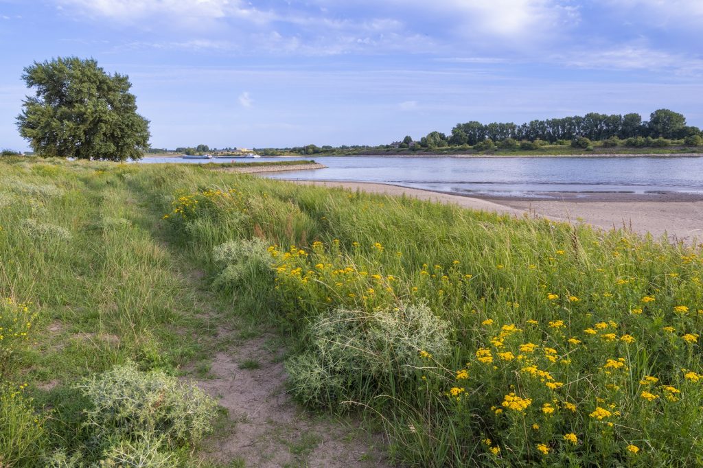 Lobberdense Waard bij Pannerden