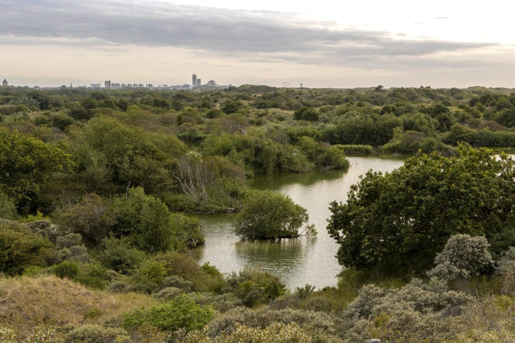 duinmeer in Meijendel