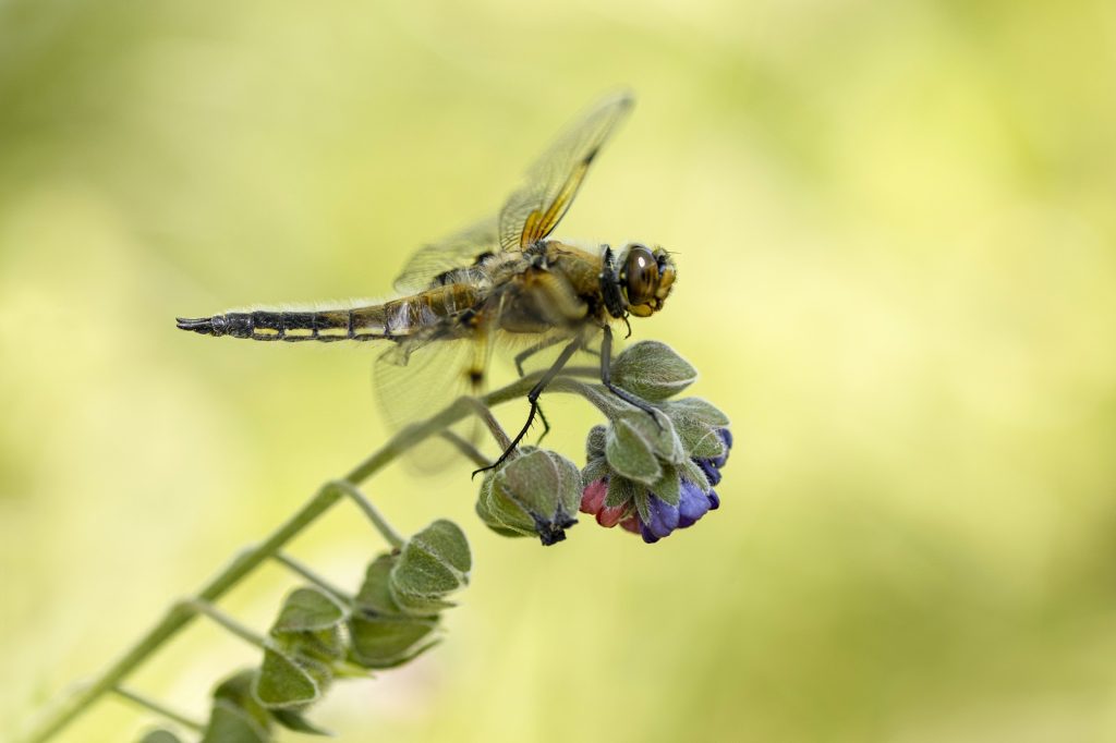 Viervlek in Meijendel