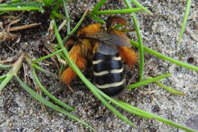Hard werkende zandbijen