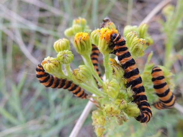 Sint-jacobs- of sint-jansvlinder