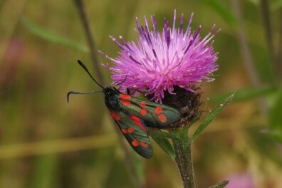 Sint-jacobsvlinder of sint-jansvlinder?